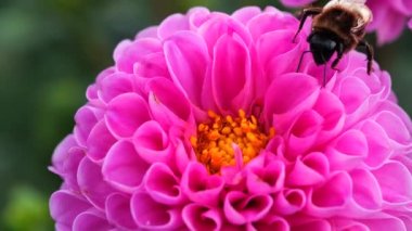 Siyah ve sarı bal arısı yıldız çiçeklerinden nektar toplar.