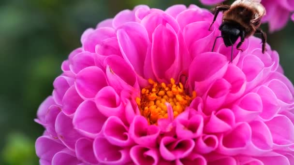 Zwarte en gele hommel extracten nectar uit dahlia bloemen — Stockvideo