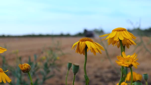 Blumen im Vordergrund. Der Traktor pflügt den Boden. — Stockvideo