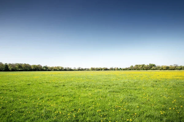 Landsacape Beeld Van Groene Velden Houghton Het Engelse Graafschap Cambridgeshire — Stockfoto