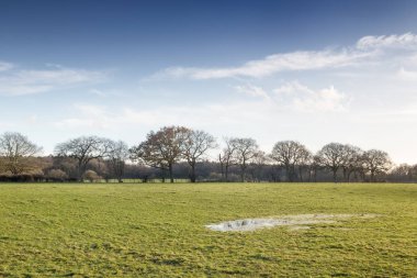bir büyük su birikintileri su alan bir yeşil alan peyzaj