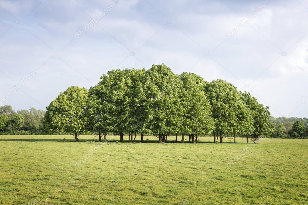 Row of trees in field in a open space