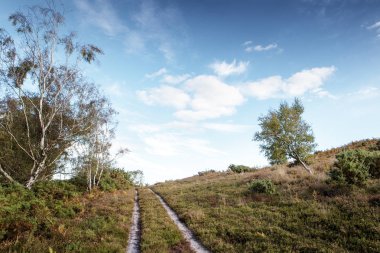 Stoborough Heath, Wareham, Dorset güzel manzara