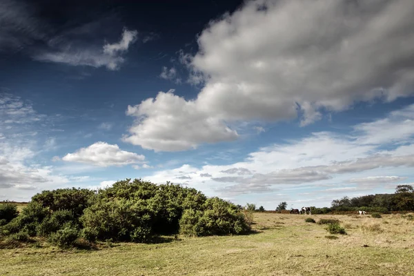 Krásná Krajina Stoborough Heath Wareham Dorset — Stock fotografie