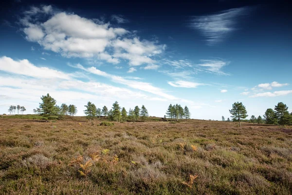 Krásná Krajina Stoborough Heath Wareham Dorset — Stock fotografie