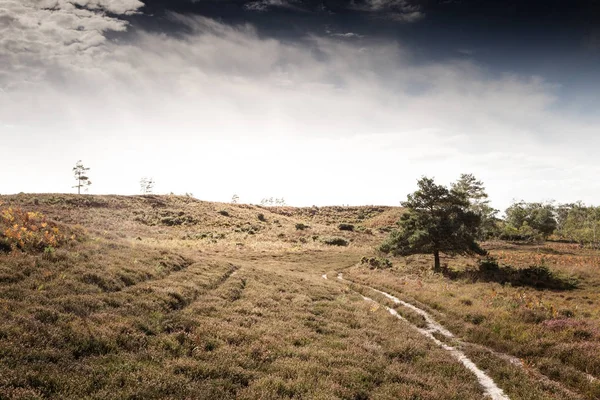 Krásná Krajina Stoborough Heath Wareham Dorset — Stock fotografie