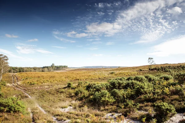 Wunderschöne Landschaft Mit Heide Wareham Dorset — Stockfoto