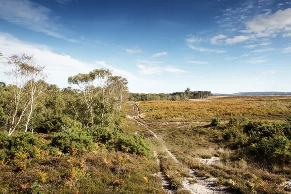 Krásná Krajina Stoborough Heath Wareham Dorset — Stock fotografie