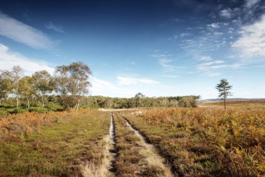 Stoborough Heath, Wareham, Dorset güzel manzara