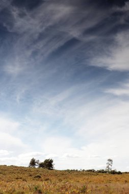 Stoborough Heath, Wareham, Dorset güzel manzara