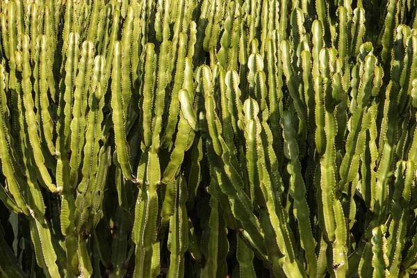 Bakgrundsbild Stor Kaktus — Stockfoto