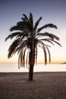 costa tropikal İspanya güneş gibi plajda palmiye ağacı ayarlama 