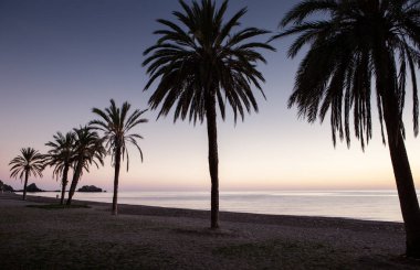 costa tropikal İspanya güneş gibi plajda palmiye ağacı ayarlama 