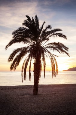 costa tropikal İspanya güneş gibi plajda palmiye ağacı ayarlama 