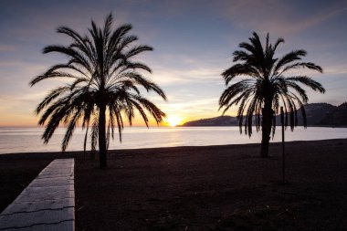 costa tropikal İspanya güneş gibi plajda palmiye ağacı ayarlama 