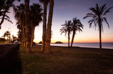 Palmiye ağacı Almunecar costa de tropikal İspanya 