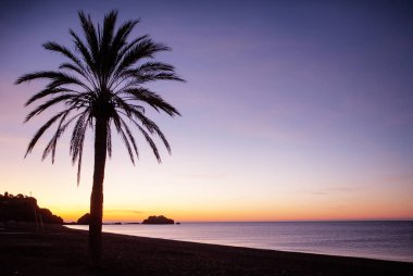 Palmiye ağacı Almunecar costa de tropikal İspanya 