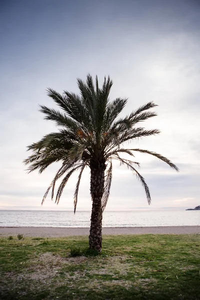 Παλάμη Δέντρο Στην Παραλία Της Costa Tropical Ισπανία Καθώς Ήλιος — Φωτογραφία Αρχείου