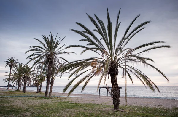 Palmy Plaży Costa Tropical Hiszpania Jak Słońce Jest Ustawienie — Zdjęcie stockowe