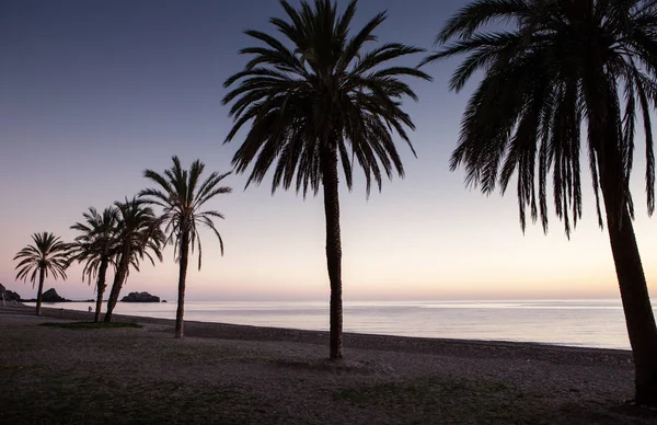 Palmera Playa Costa Tropical España Como Sol Está Poniendo — Foto de Stock