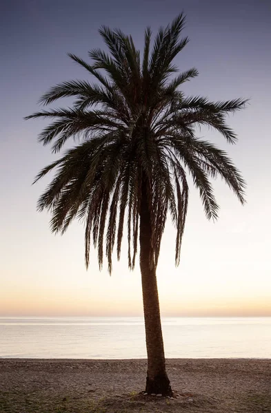 太陽として スペインのビーチでヤシの木を設定します — ストック写真