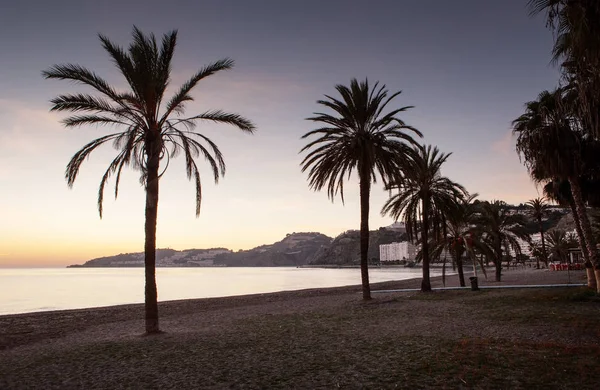 Palm Tree Beach Costa Tropical Spain Sun Setting — Stock Photo, Image