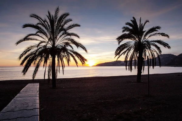 costa tropikal İspanya güneş gibi plajda palmiye ağacı ayarlama 