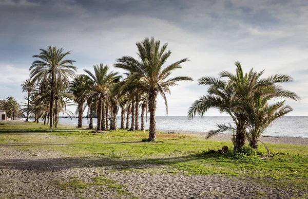 İspanya bir plajda palmiye ağaçları — Stok fotoğraf