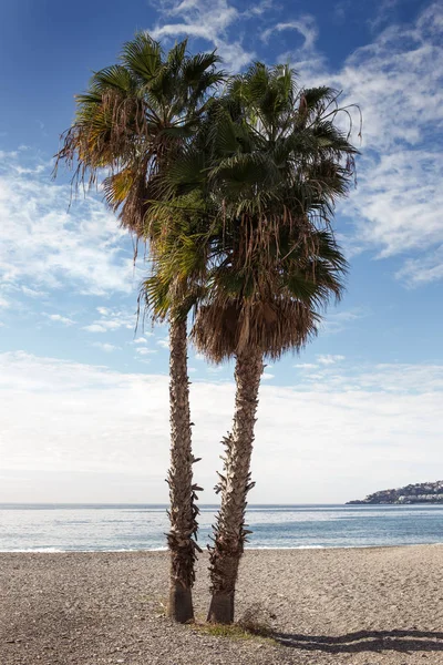 Φοίνικες σε μια παραλία στην Ισπανία — Φωτογραφία Αρχείου