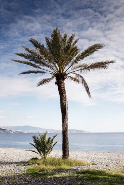 İspanya bir plajda palmiye ağaçları