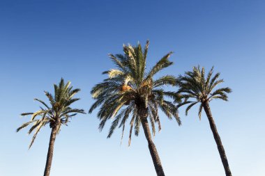 bir palmiye ağacının üst kısmı