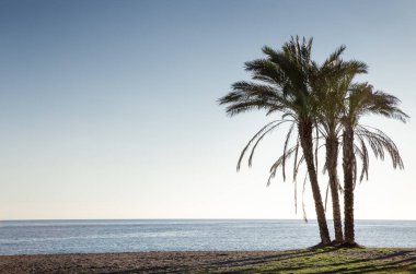 İspanya bir plajda palmiye ağaçları