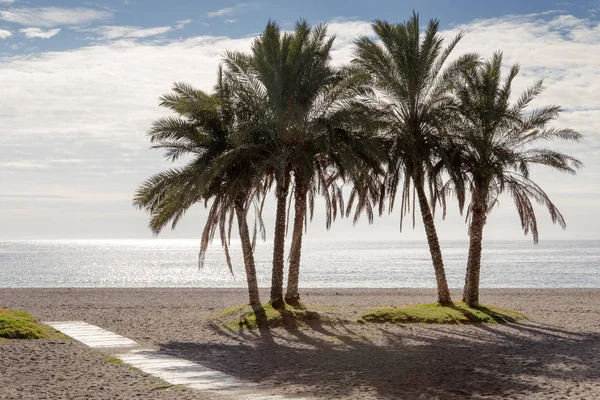 İspanya bir plajda palmiye ağaçları — Stok fotoğraf