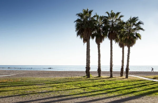 İspanya bir plajda palmiye ağaçları — Stok fotoğraf