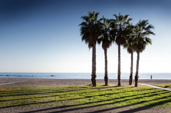 Palmen an einem Strand in Spanien — Stockfoto