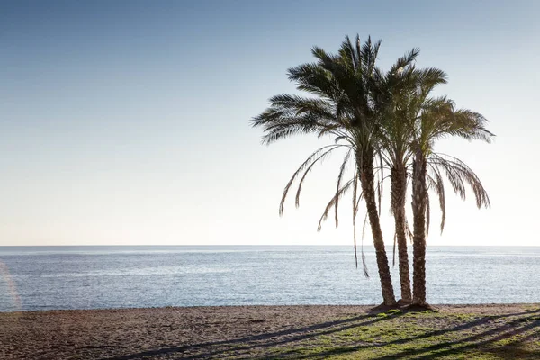 İspanya bir plajda palmiye ağaçları — Stok fotoğraf