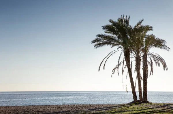 Palmy na plaży w Hiszpanii — Zdjęcie stockowe