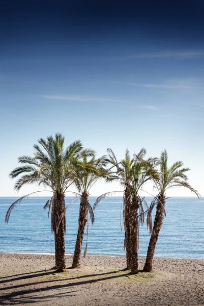 Palmen an einem Strand in Spanien — Stockfoto