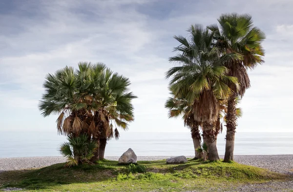 スペインのビーチでヤシの木 — ストック写真