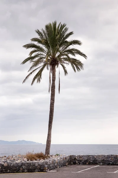 アルムネ カールのスペインのヤシの木 — ストック写真