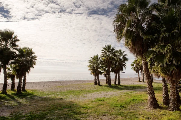 Palmen am Strand der tropischen Küste — Stockfoto