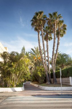 Yol boyunca ağaçlar