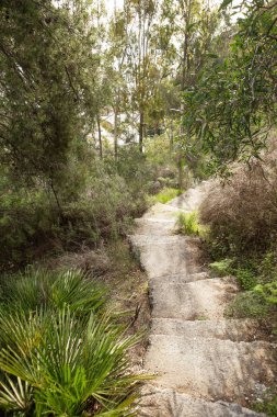 bir orman ın içinden geçen patika