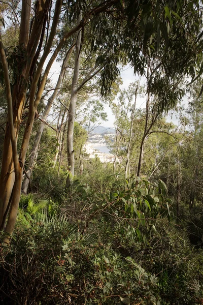 Stadt hinter dem Wald — Stockfoto