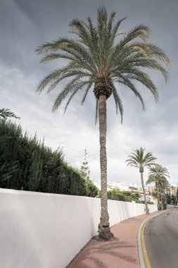 yol boyunca palmiye ağacı