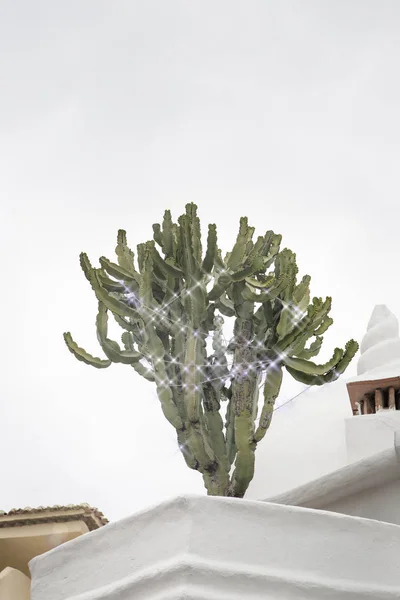 Кактус растет в патио — стоковое фото