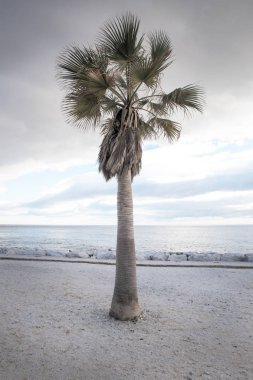 deniz kenarında palmiye ağacı