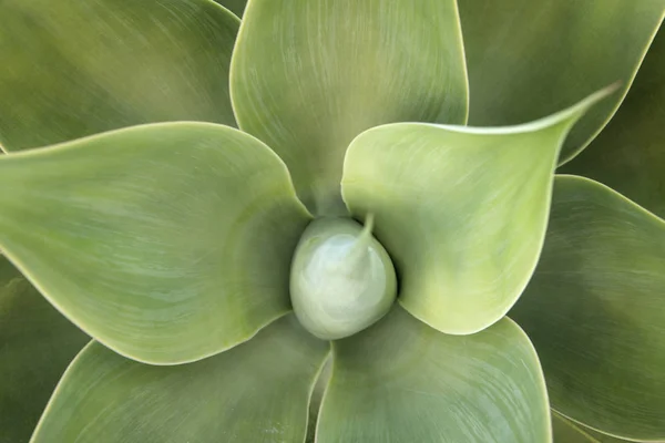 Cactus växt detalj — Stockfoto