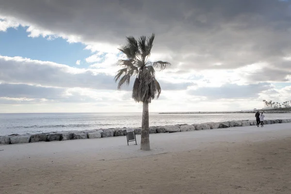 Palma in riva al mare — Foto Stock