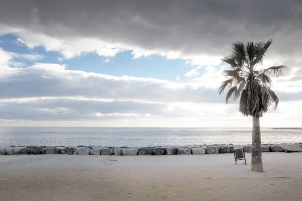Palma in riva al mare — Foto Stock